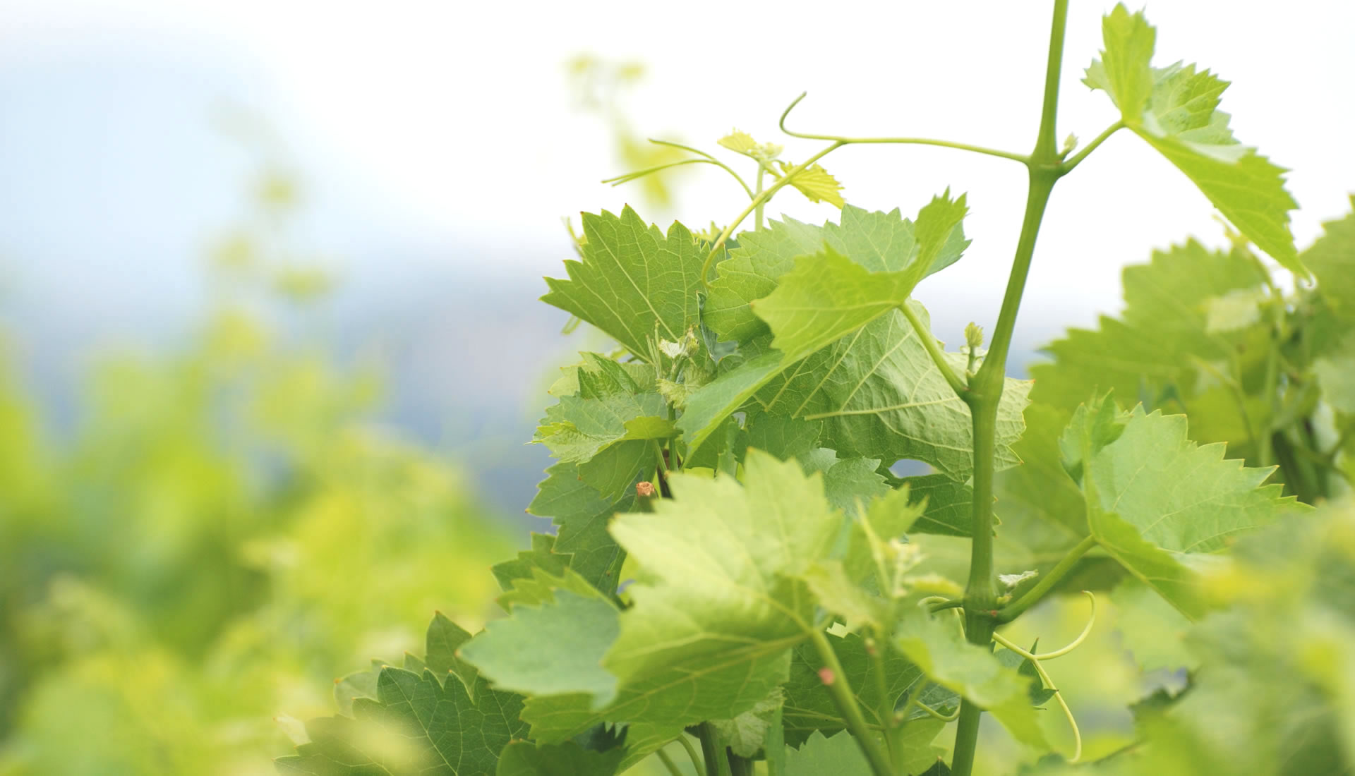 vente Cuvée des Coteaux Blanc 2023, achat Cuvée des Coteaux Blanc 2023