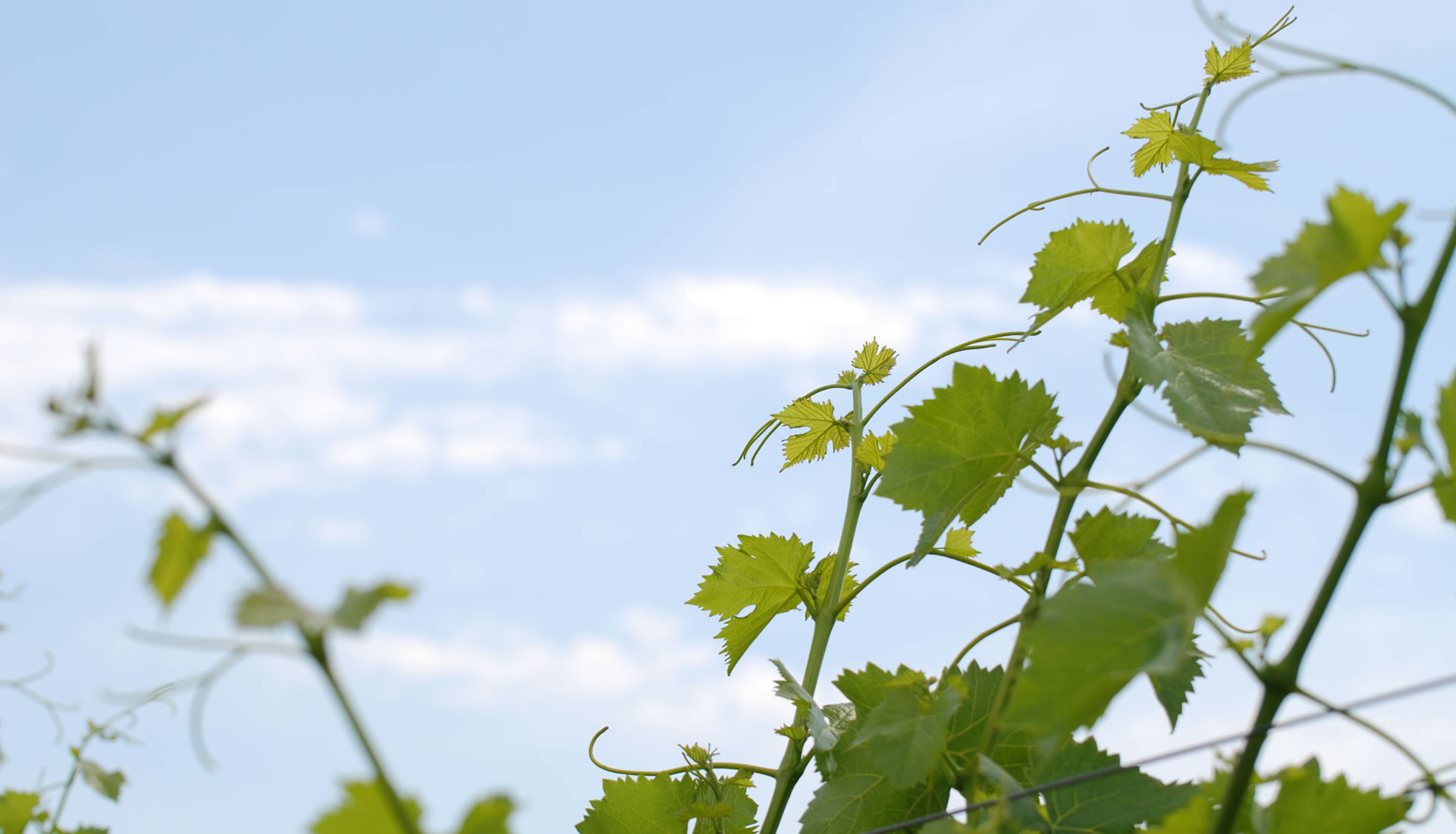 vente Wine'R Rosé 2023, achat Wine'R Rosé 2023